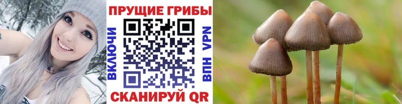 Купить где  Кинель  Галлюциногенные грибы Cubensis 